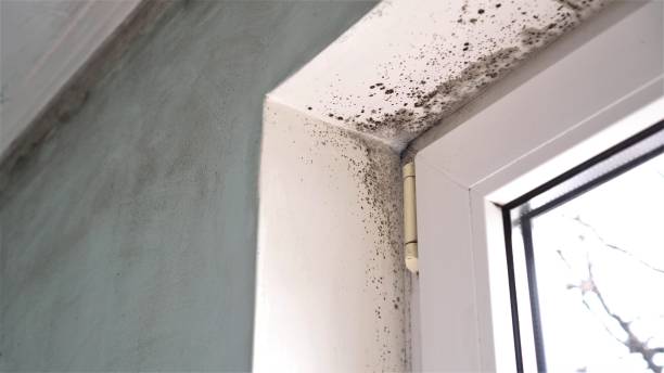 Professional Mold Removal in Holton, KS