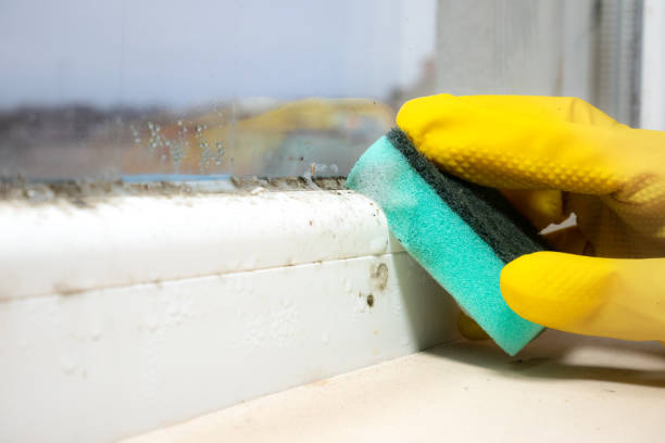 Best Fast Mold Removal  in Holton, KS