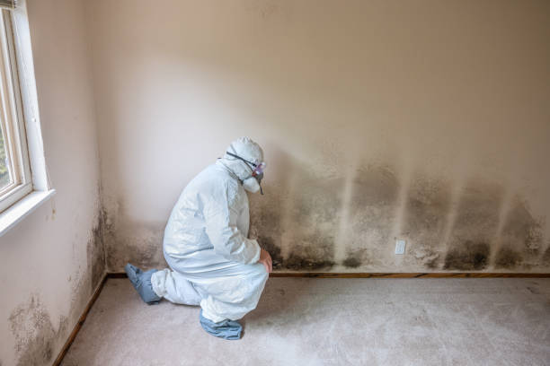 Best Mold Inspection  in Holton, KS