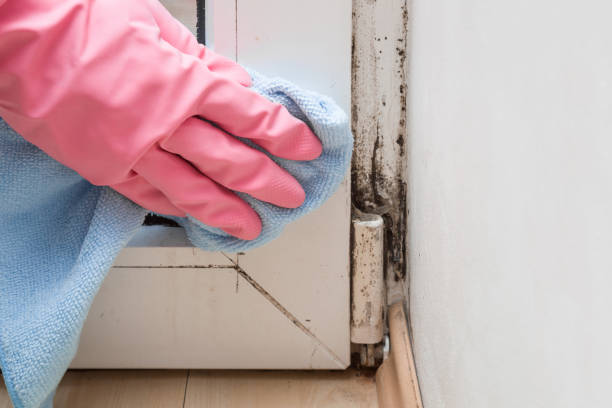 Best Commercial Mold Removal  in Holton, KS